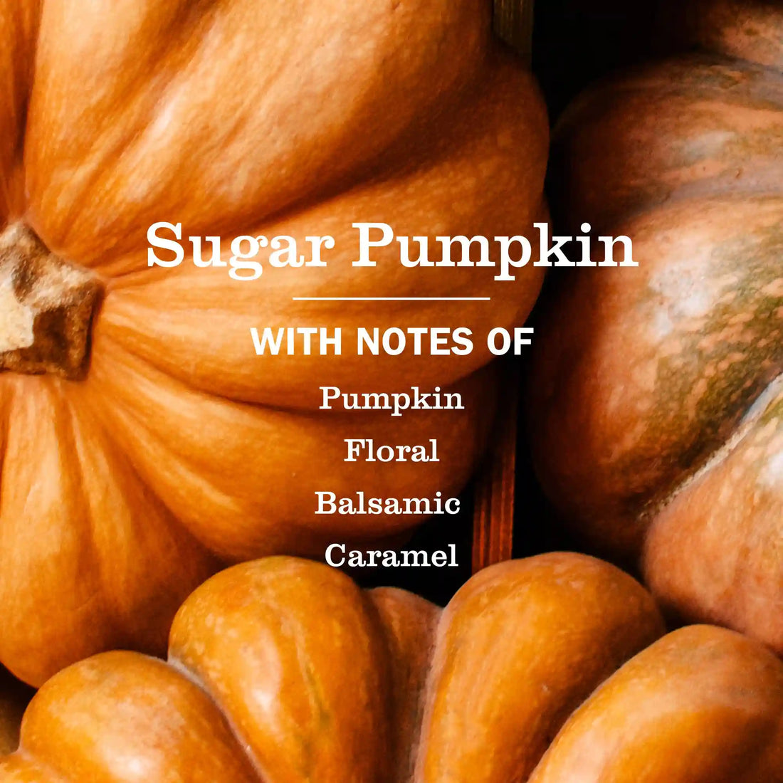Sugar Pumpkin Collection